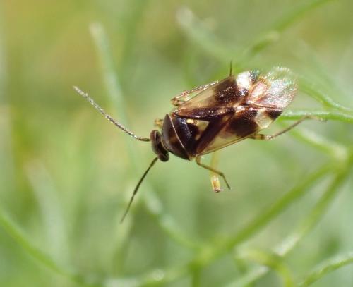 Réf. 306 595 : Orthops sp.
